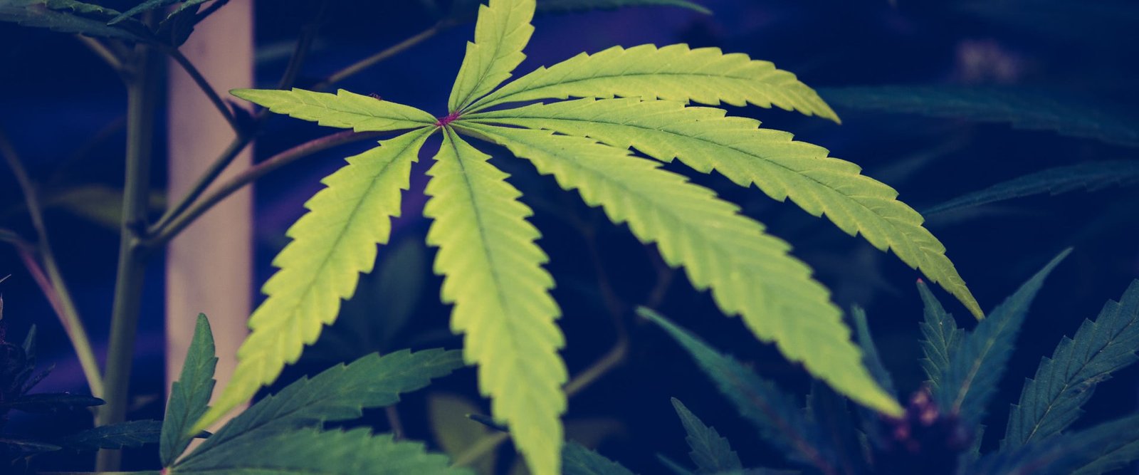 dispensary-marijuana-theme (12)-min